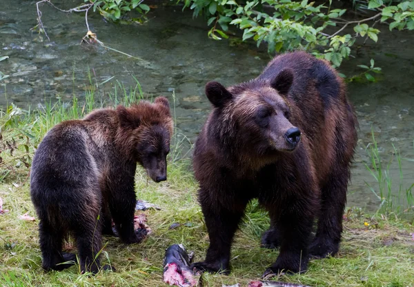 Medvěd grizzly — Stock fotografie