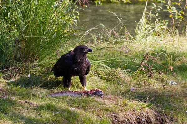 Bald eagle eating salmon — Stock Photo, Image