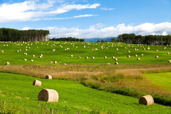 Hay Bale — Stock Photo, Image