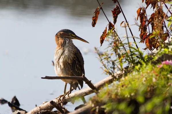 Gröna hägern — Stockfoto