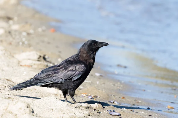 Northwestern crow — Stock Photo, Image