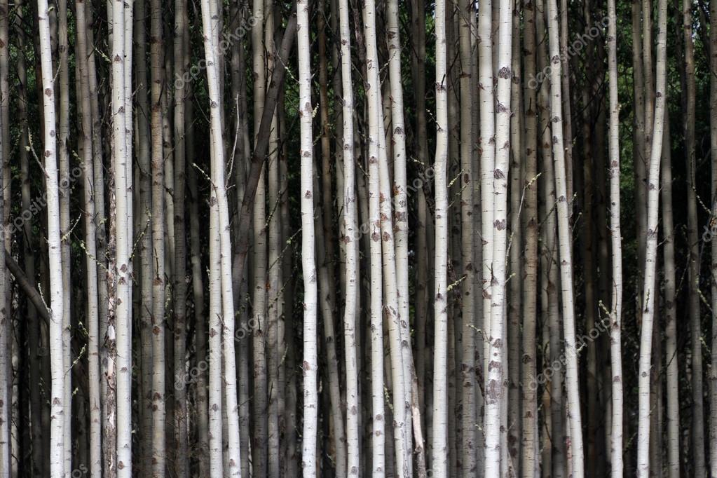 Aspen Tree Stock Photo Image By C Devon