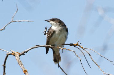 Doğu kingbird