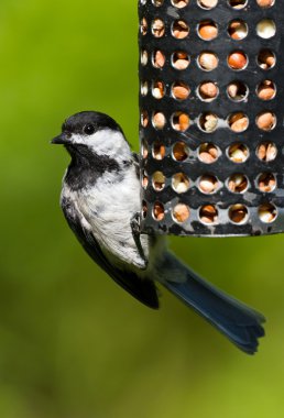 Bülbül ve kuş Besleyici