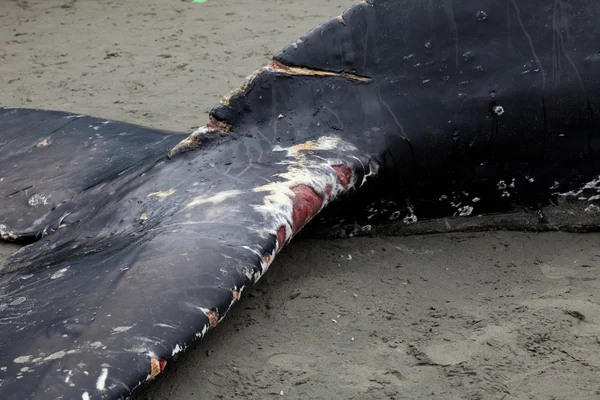 Ballena jorobada se lava en tierra y muere — Foto de Stock