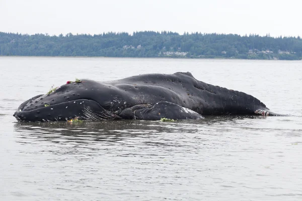 少年ザトウクジラ岸を洗うし、死亡 — ストック写真