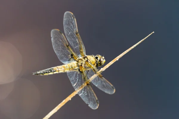 Four spotted Chaser Dragonfly — Stock Photo, Image