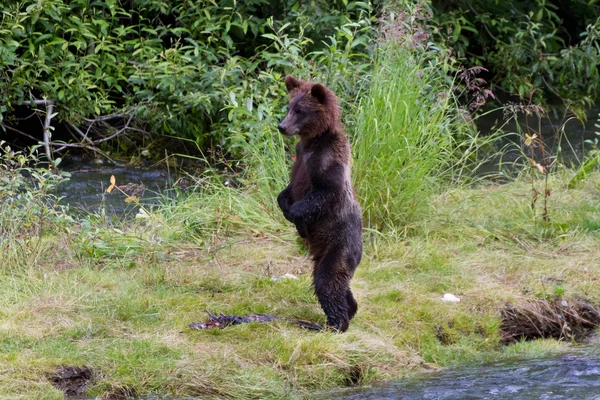 Urso pardo filhote — Fotografia de Stock