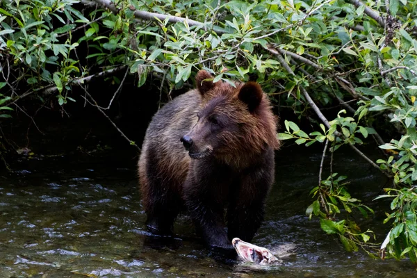 Grizzlybär-Jungtier — Stockfoto