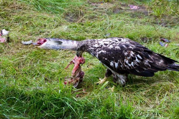Bald eagle eten zalm — Stockfoto