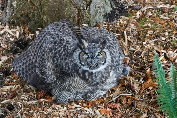 Great Horned Owl — Stockfoto