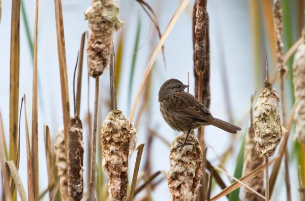 Song Sparrow — Stockfoto