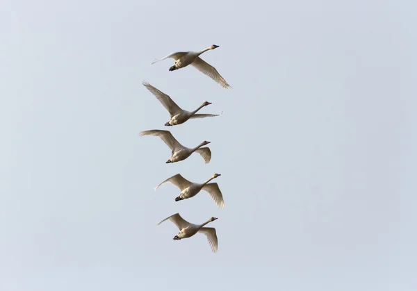 Cygne siffleur — Photo