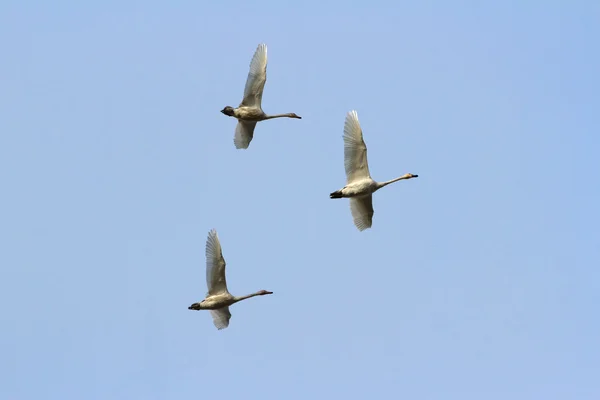 Tundra Swan — Stock Photo, Image