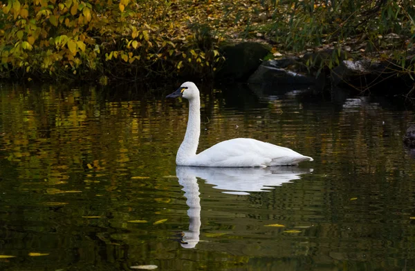 Tundra Swan — Stockfoto