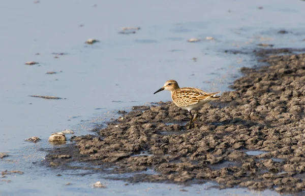 Brustwasserläufer — Stockfoto