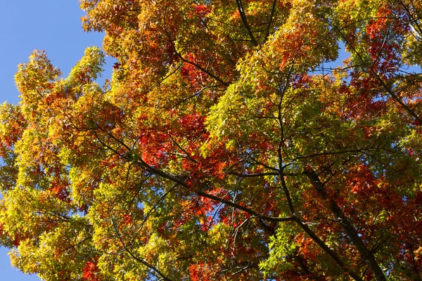 Autumn Colors — Stock Photo, Image
