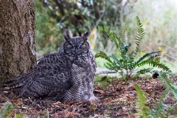 Gran búho de cuernos — Foto de Stock