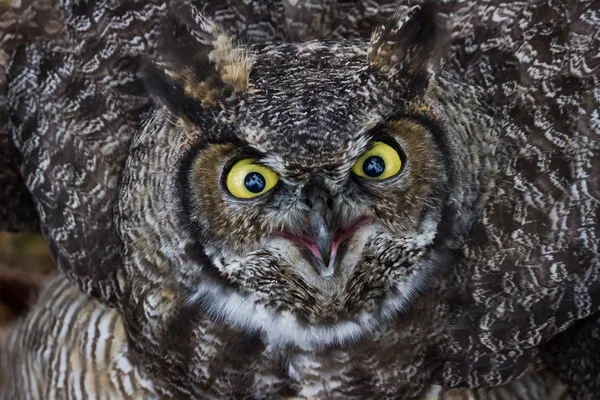 Great Horned Owl Rechtenvrije Stockfoto's