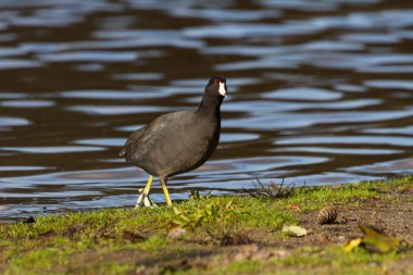 American Coot clipart
