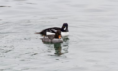 ortak goldeneye