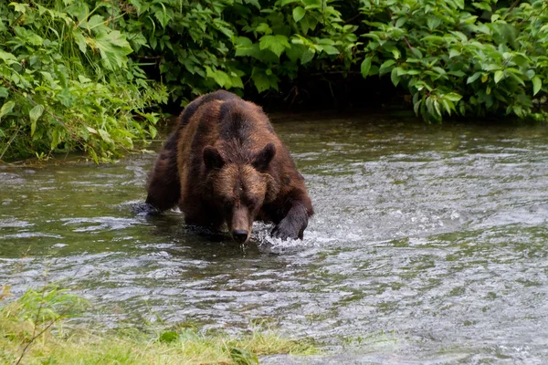 Orso grizzly — Foto Stock