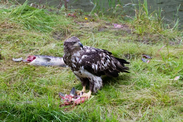 Kel kartal yeme somon — Stok fotoğraf