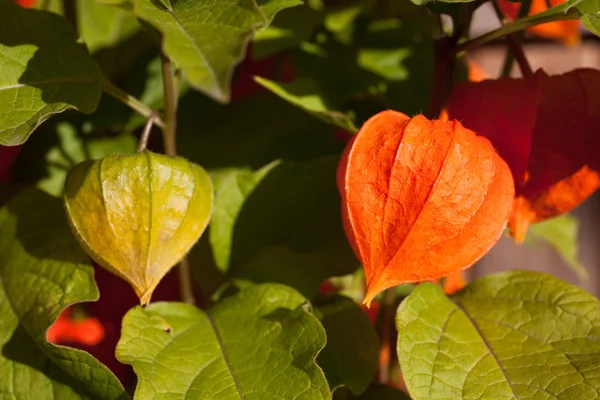 Winter Cherry — Stockfoto