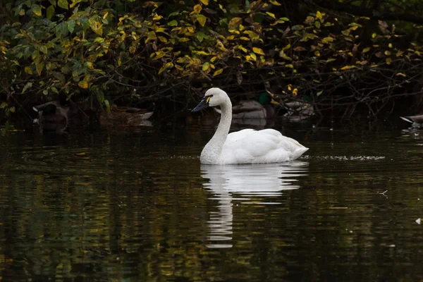 Cisne da tundra — Fotografia de Stock