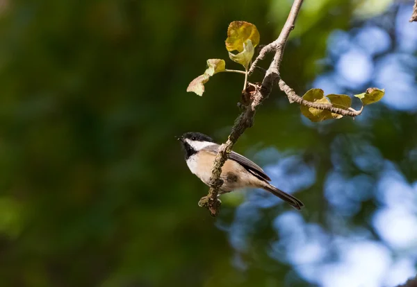 Mésange à capuchon noir — Photo