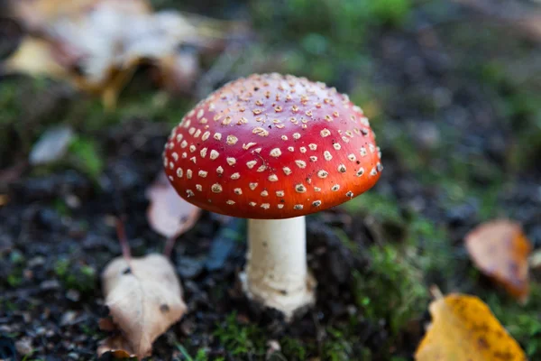 Kırmızı amanita — Stok fotoğraf