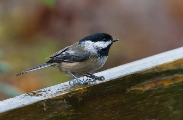 Chickadee de gorra negra — Foto de Stock