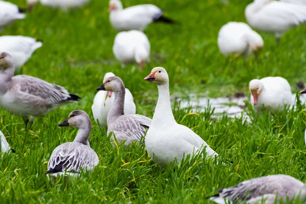 Snow Goose — Stock Photo, Image