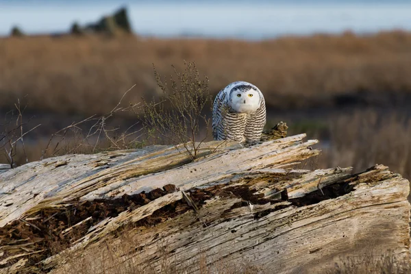 Schneeeule — Stockfoto