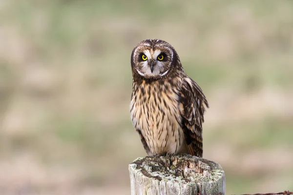 Short eared Owl — Stock Photo, Image