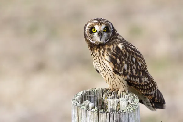 Short eared owl — Stockfoto