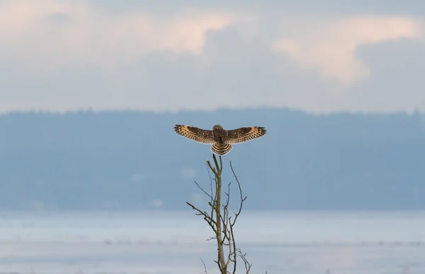 Short eared owl — Stockfoto