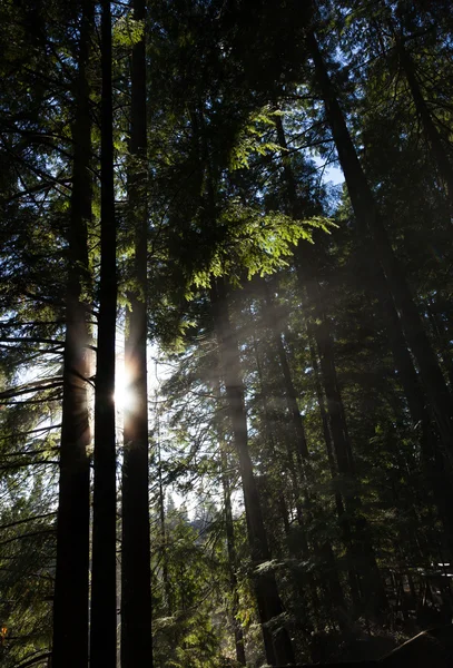 Bos en zonlicht — Stockfoto