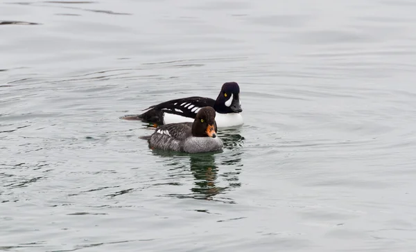 Frequentes Goldeneye — Fotografia de Stock