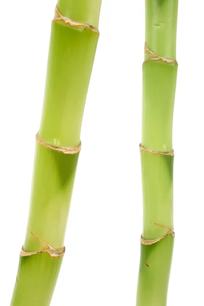 Lucky Bamboo — Stock Photo, Image