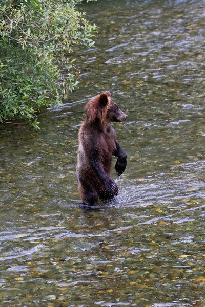 Grizzly beer welp Rechtenvrije Stockafbeeldingen