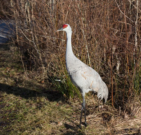 Sandhill Crane Royalty Free Stock Images