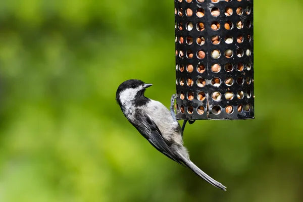 Chickadee and Bird Feeder — Stock Photo, Image