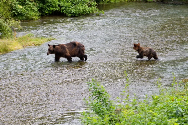 Orso grizzly — Foto Stock