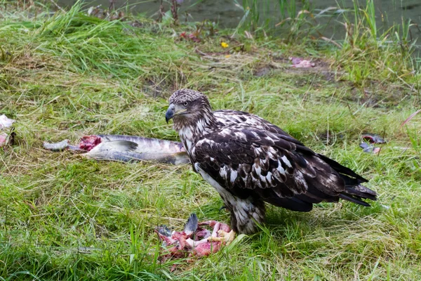Águia careca comendo salmão — Fotografia de Stock