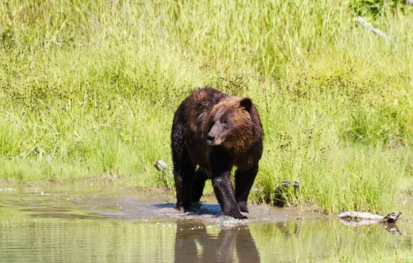 Medvěd grizzly — Stock fotografie