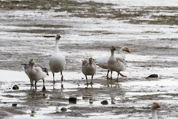 Sneeuwgans — Stockfoto