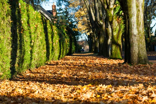 城市街道在秋季 — 图库照片