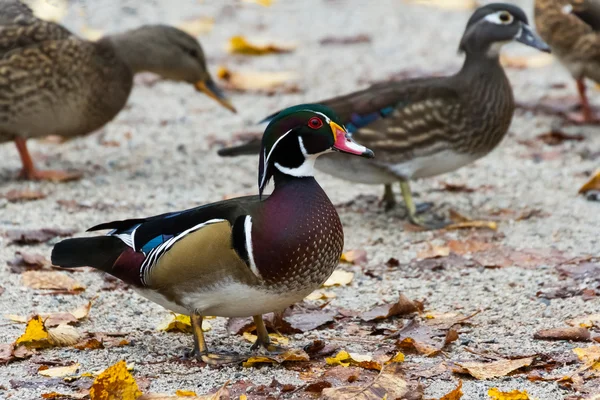 Hout duck — Stockfoto