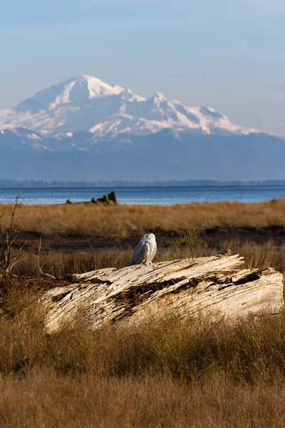 Hibou des neiges et boulanger de montagne — Photo